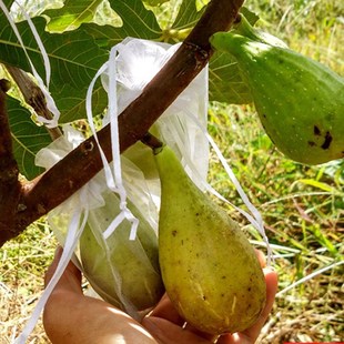 芭劳奈无花果苗特大无花果树苗南北方种植盆栽地栽当年结果果树苗