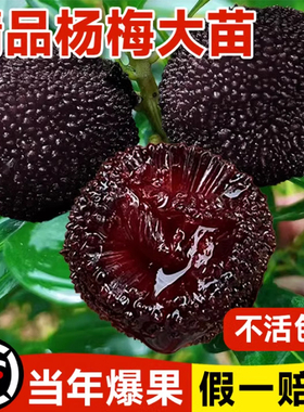 正宗嫁接东魁杨梅树树苗杨梅苗南北方种植地栽果树苗当年结果特大