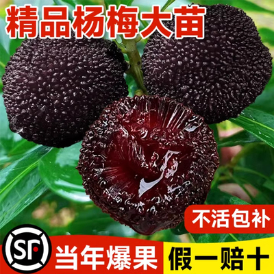 正宗嫁接东魁杨梅树苗南北