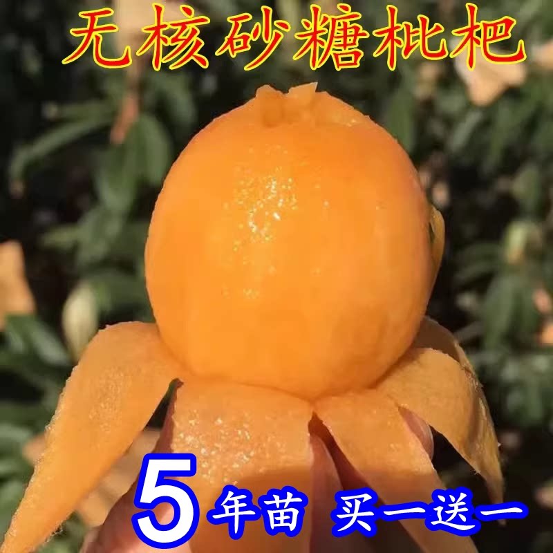 枇杷果苗无核砂糖枇杷苗无核枇杷树苗嫁接盆栽特大庭种植当年结果