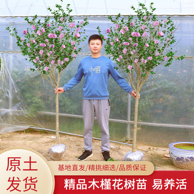木槿花树苗可食用棒糖重瓣