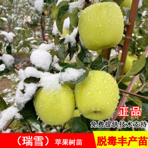 瑞雪苹果树苗晚熟脆甜青庭院地栽