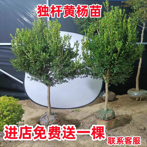独杆黄杨苗绿化苗四季常青