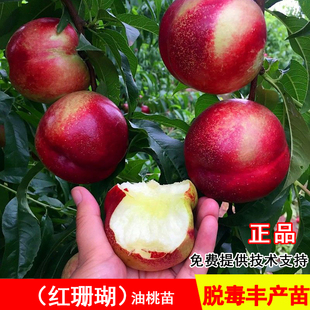 红珊瑚桃树苗7月成熟全红油桃苗北方南方种植当年结果庭院早熟桃