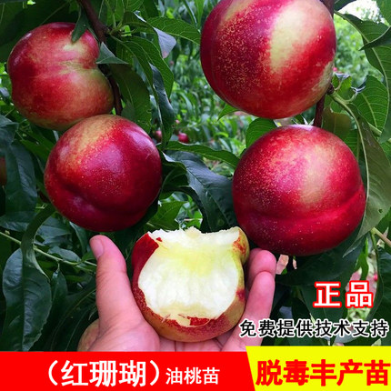红珊瑚桃树苗7月成熟全红油桃苗北方南方种植当年结果庭院早熟桃