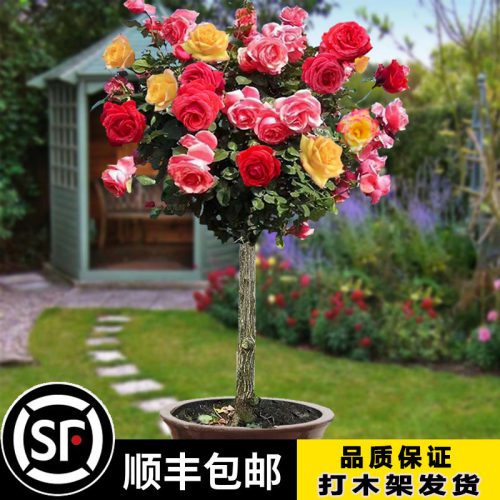 棒棒糖月季苗树桩月季树苗