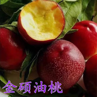 特大油桃树苗金硕油桃苗嫁接黄油桃树苗当年结果树苗南方北方种植