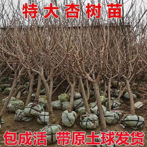 特大杏树苗嫁接早熟沙金红甜果盆