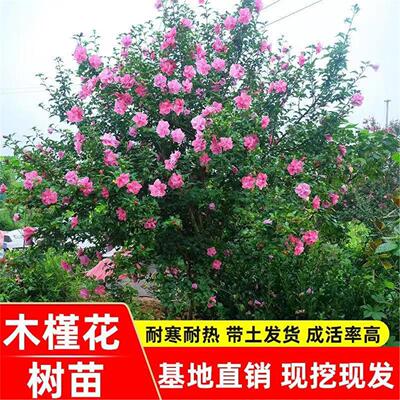 木槿花盆栽重瓣棒糖苗庭院
