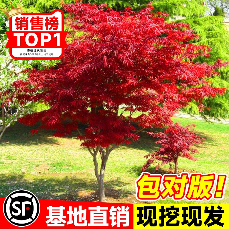 日本红枫树苗四季舞姬室外图片