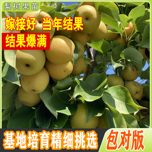 梨树果苗砀山酥秋月南方北种植盆