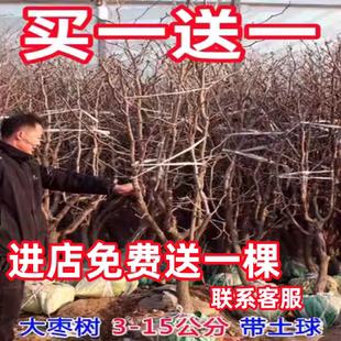 枣树活苗特红枣树树苗地栽盆沾化冬枣树苗栽庭院南北方种植果树苗