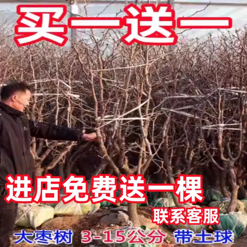 枣树活苗特红地栽盆沾化冬庭院南