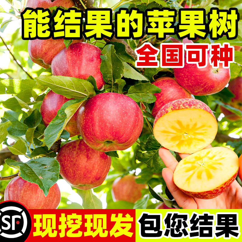 苹果树苗红富士南北方种植庭院矮图片