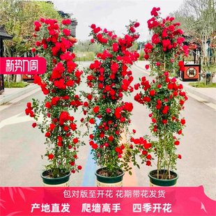 正宗红木香花苗爬藤植物四季开花盆栽浓香白木香庭院耐寒月季蔷薇