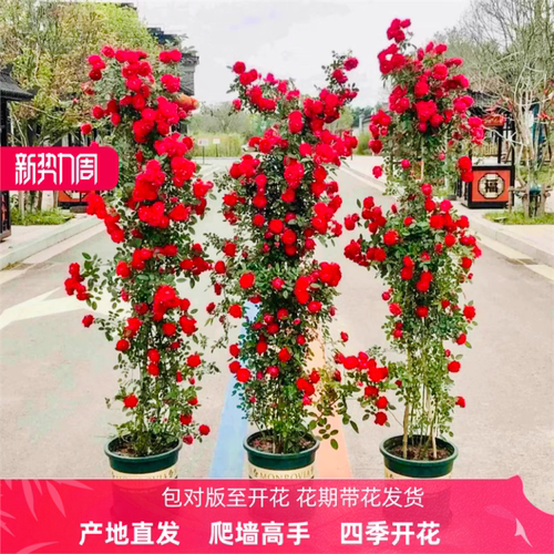 正宗红木香花苗爬藤植物四