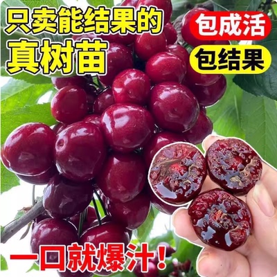 樱桃树苗带土球地栽庭院车厘子苗