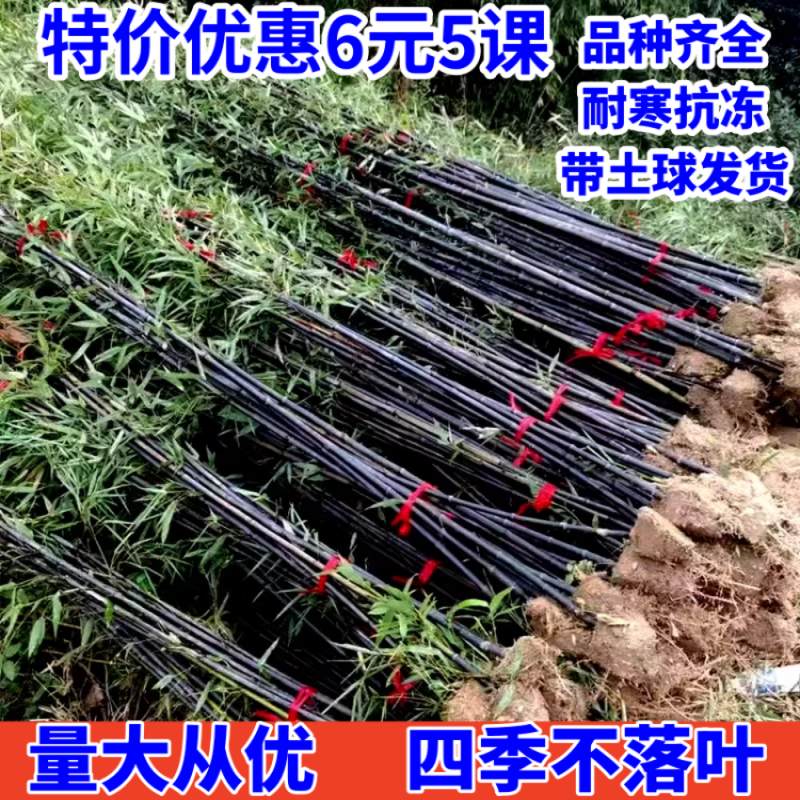 竹子苗庭院室外院墙植物北方观赏盆栽紫竹苗黄金竹苗罗汉竹青竹苗