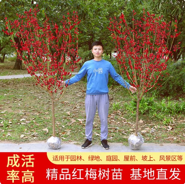 耐寒红梅花树苗庭院地栽浓图片