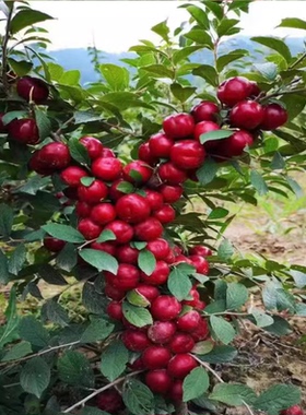 钙果苗中华高钙果树苗欧李苗阳台盆栽庭院地栽南北方种植当年结果