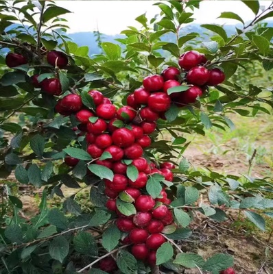 钙果苗中华高钙果树苗欧李苗阳台盆栽庭院地栽南北方种植当年结果