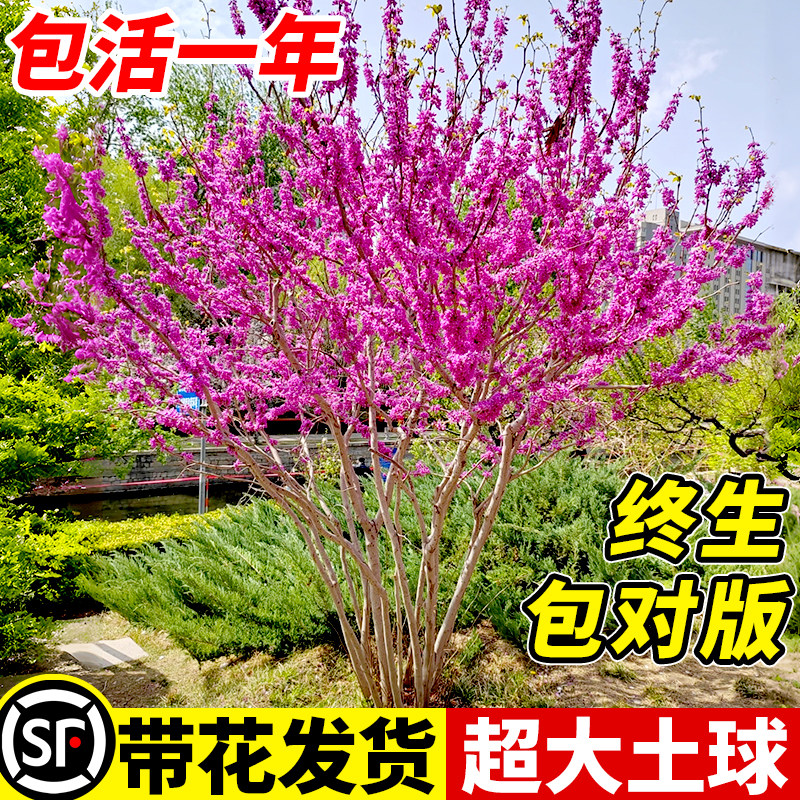紫荆花树苗庭院紫荆苗四季紫荆树苗开花室外风景耐寒花卉绿化植物