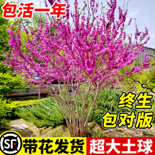 紫荆花树苗庭院紫荆苗四季紫荆树苗开花室外风景耐寒花卉绿化植物