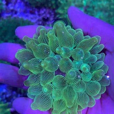 奶嘴海葵小丑鱼共生紫头海葵观赏活体珊瑚荧光绿奶嘴海葵软体地毯
