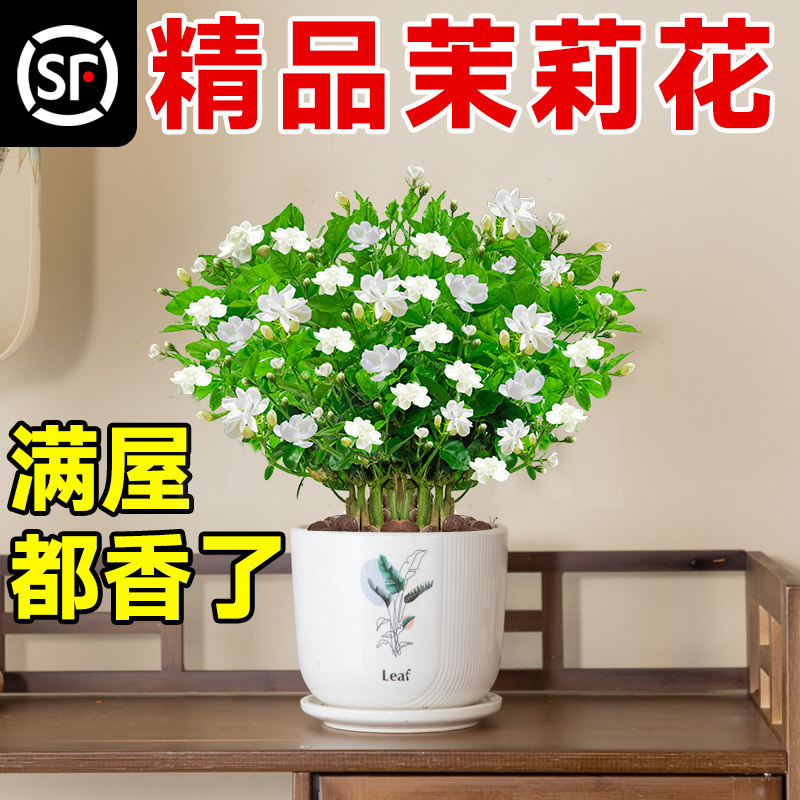 速发茉莉花苗盆栽重瓣老好室内花卉绿植物栀季开花桩养四子花