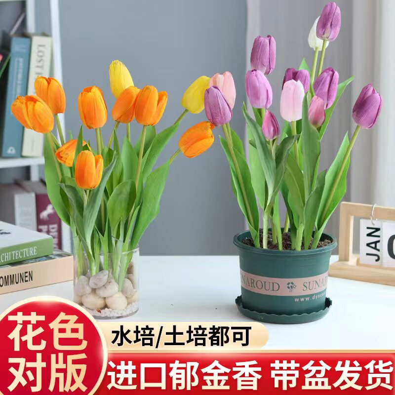 现货水培植物郁金香种球四季好养风信子进口种球耐寒盆栽室内好养