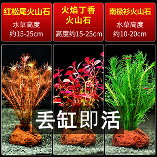 速发蜈蚣草火山草水石水榕鱼缸装摆造景观饰件躲避屋底砂海草真草