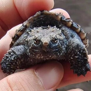速发北美小鳄龟苗活物小观赏龟水佛食肉龟杂龟外塘凶猛龟乌龟活物