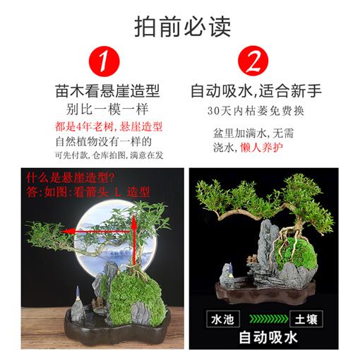 流水老树桩六月雪盆景植物室内福建茶盆栽罗汉松绿植山水假山造景