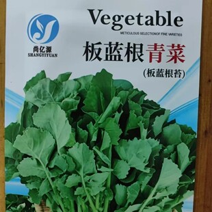 板蓝根青菜种子松油1号四季 播种阳台盆栽蔬菜籽高产易种绿叶蔬菜