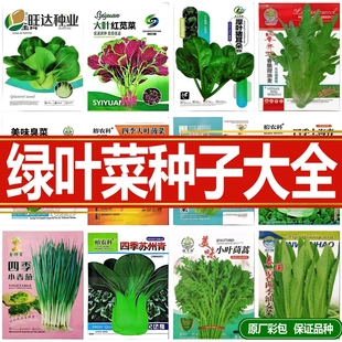 阳台大叶蔬菜种子生菜菠菜香菜油麦菜耐热种子盆栽庭院四季种植