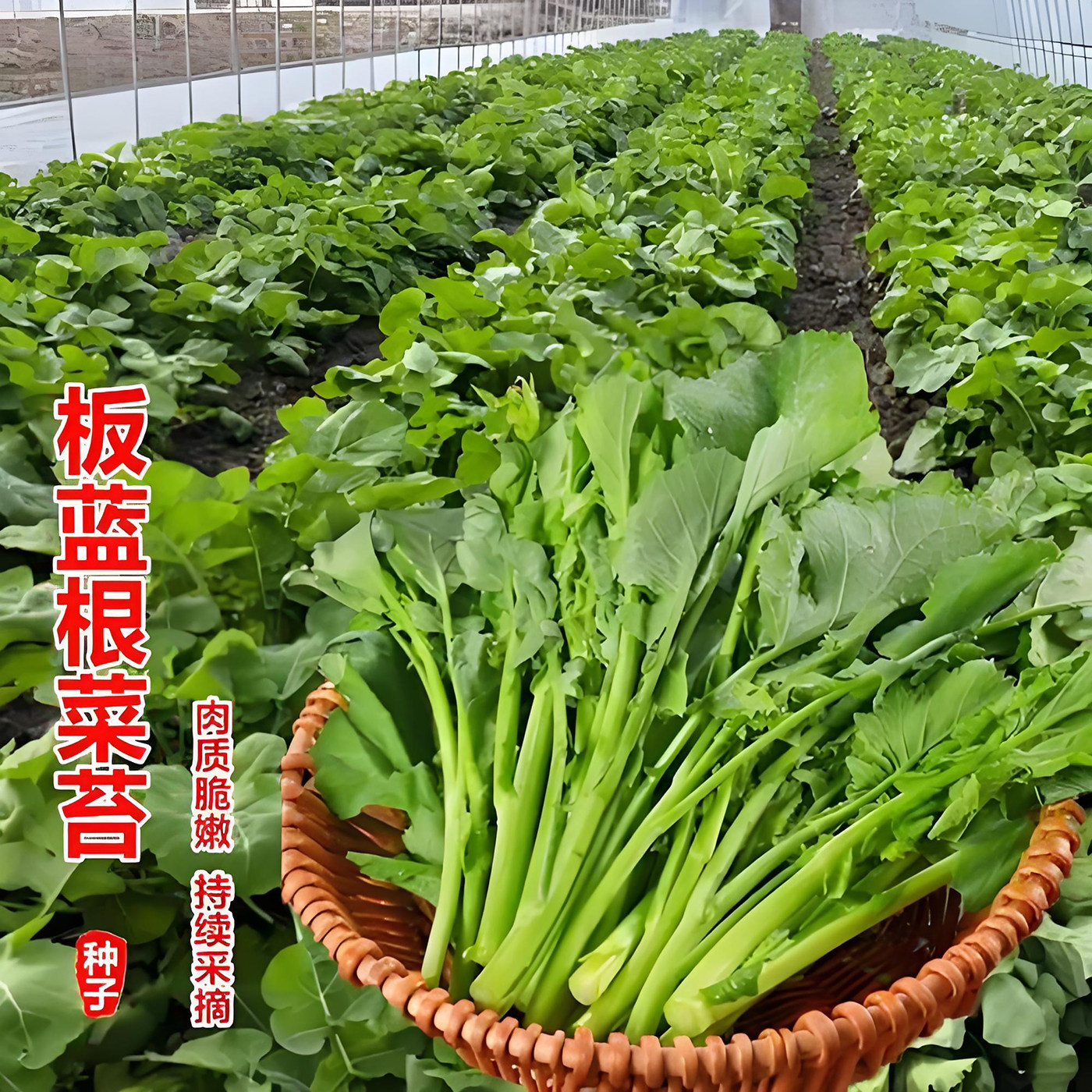 板蓝根青菜种子松油1号四季播种阳台盆栽蔬菜籽高产易种绿叶蔬菜