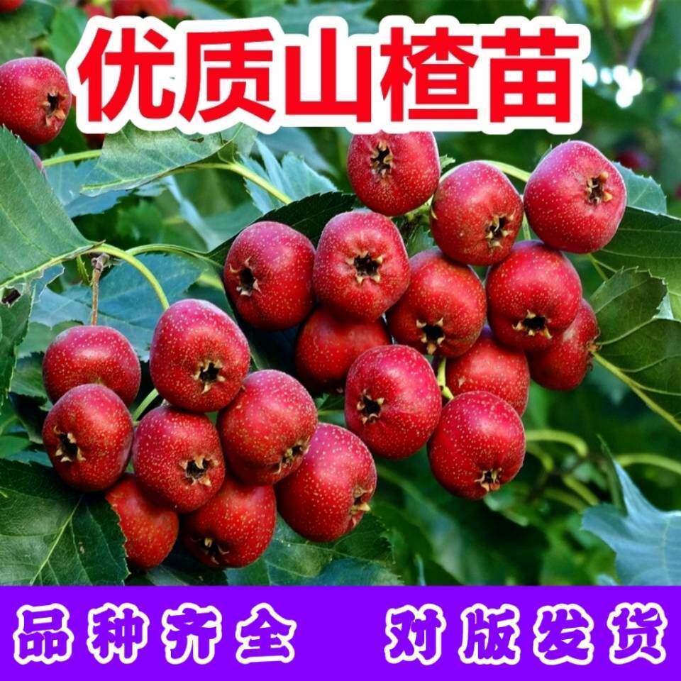 山楂树苗嫁接新品种无核特大号甜红子盆栽地栽南北方种植当年结果