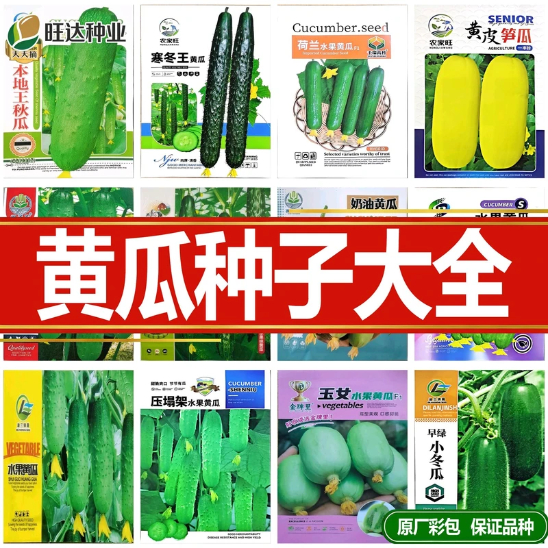 水果黄瓜种子脆甜无架满地爬南北