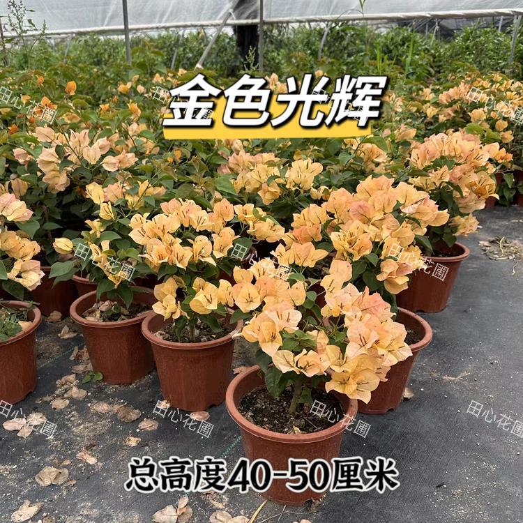 金色光辉三角梅变色花盆栽勤花四季开花老桩大苗阳台植物庭院爬藤