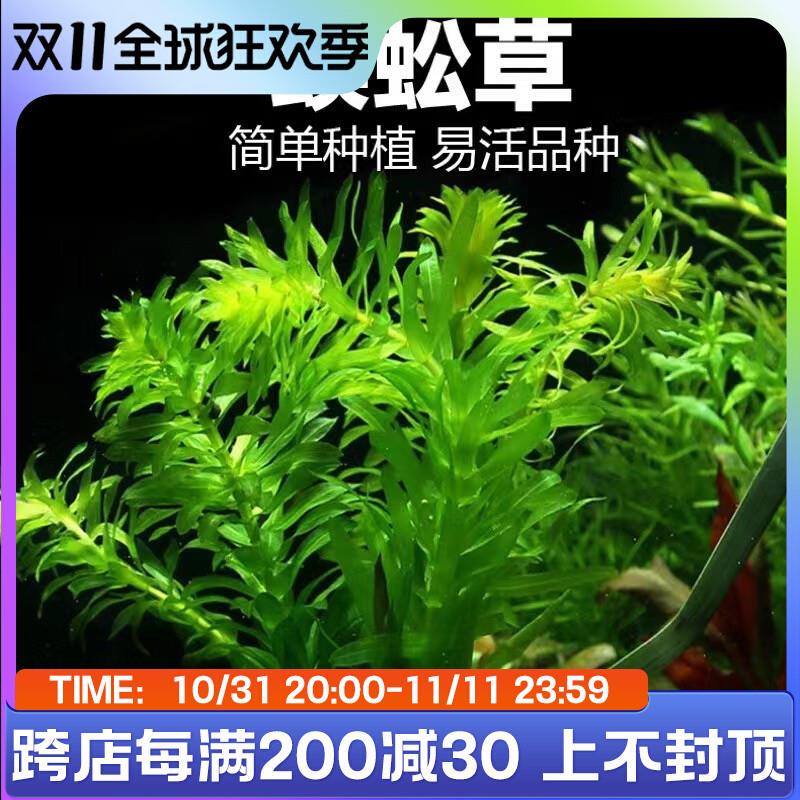 净水蜈蚣草鱼缸水草植物造景懒人水草雷龙鱼定水增氧活体淡水坨草