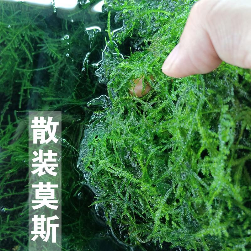 散装莫斯水草包邮水草植物真草鱼缸水草造景无土懒人三角莫斯水草