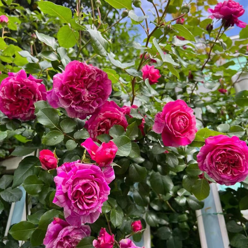 无刺藤本月季伊蕾莎斯特浓香大花爬藤四季开花苗庭院阳台抗病耐晒