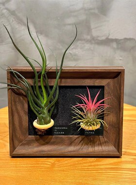 空气凤梨c装饰办公室绿植桌面装饰画现代简约相框摆件软装绿植摆