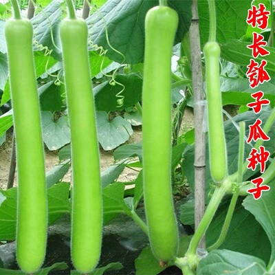 瓠子瓜农家长瓠瓜种子蒲瓜菜葫芦籽庭院爬藤蔬菜种子