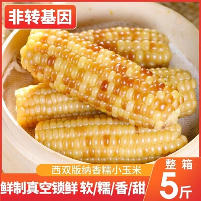 云南西双版纳香糯小玉米真空包装加热即食新鲜香甜软糯玉米棒早餐