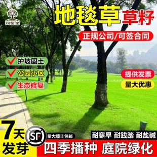 进口地毯草草籽矮生四季青草坪种子耐寒旱耐践踏庭院别墅绿化草皮