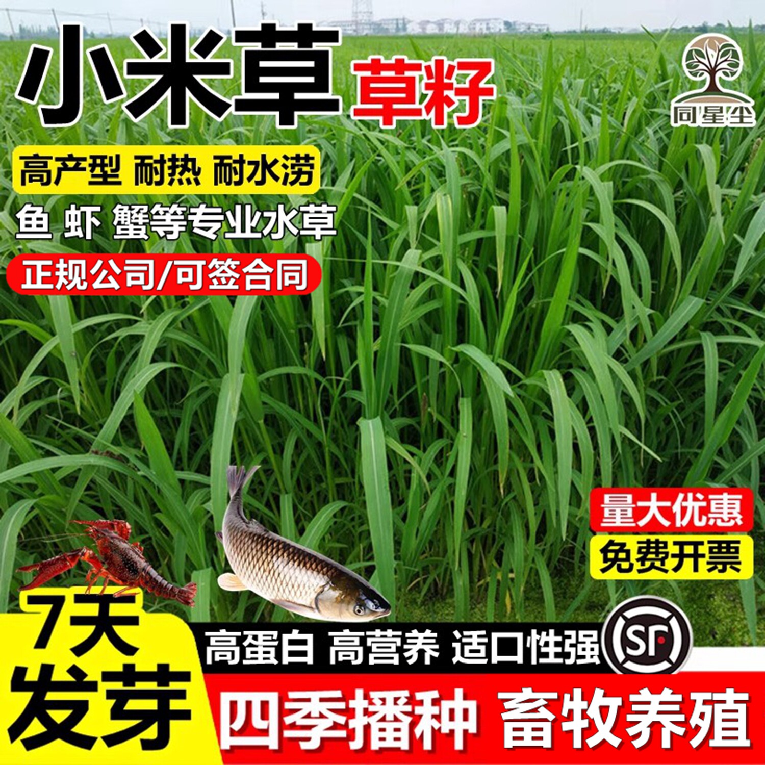 进口高产小米草种子雀叶稗稷子水草籽虾蟹牧草耐涝水淹草鱼草种籽