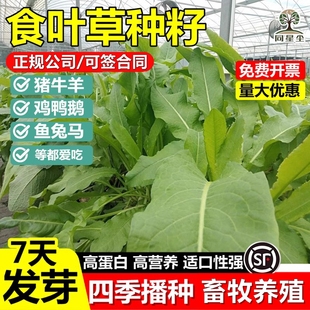 食叶草种子多年生四季高产高蛋白草牧草草籽畜牧养殖猪牛羊食用菜