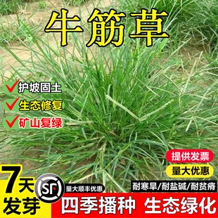 巴根草种子牛筋草坪草籽四季常青铁线草狗牙根草护坡固土爬地草孑