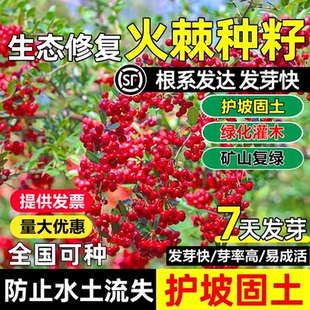新采火棘种子火把果救军粮红子刺树种子赤阳子种籽子护坡绿化苗木